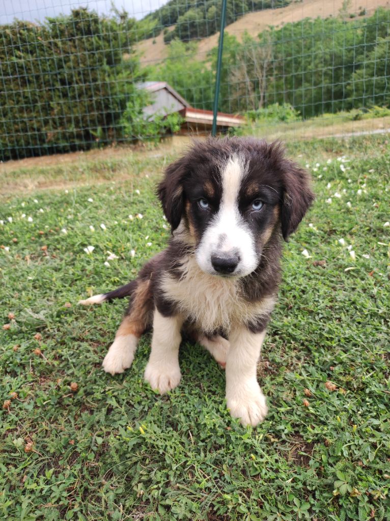 Des Cristaux De Neige - Chiots disponibles - Berger Australien