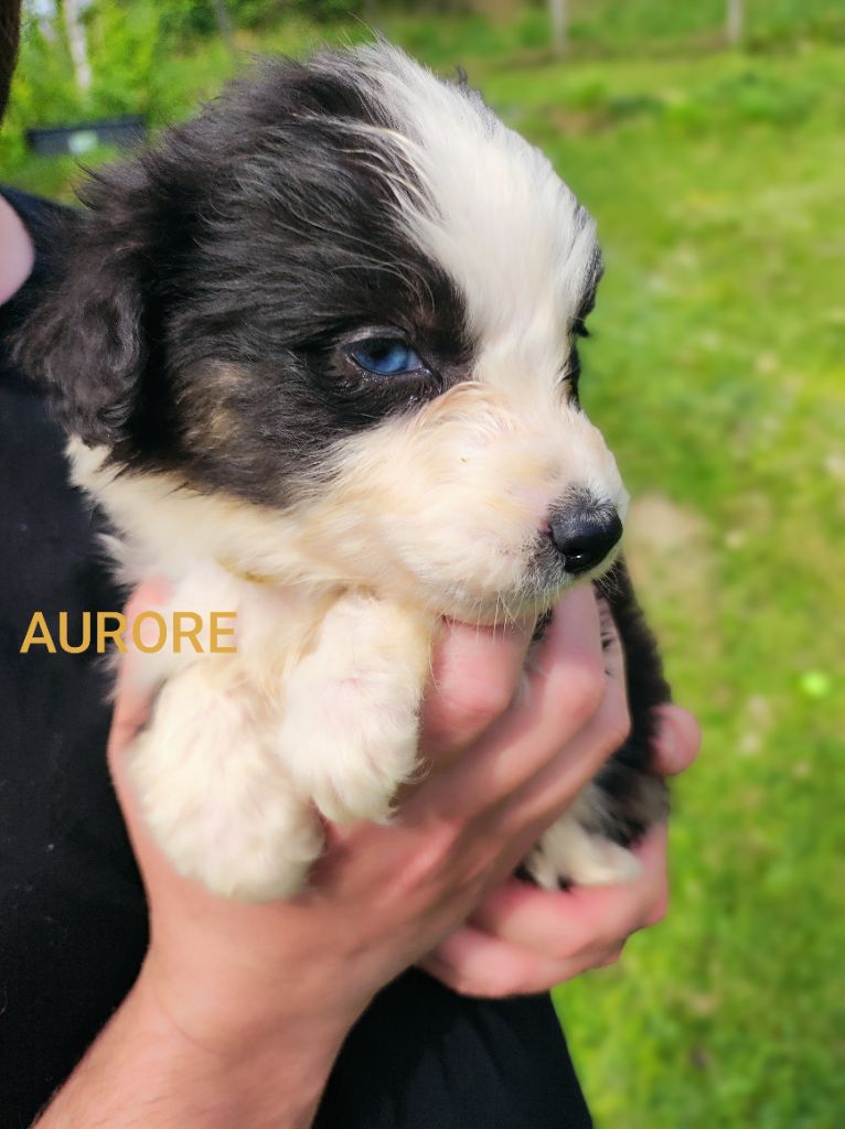 Des Cristaux De Neige - Chiots disponibles - Berger Australien