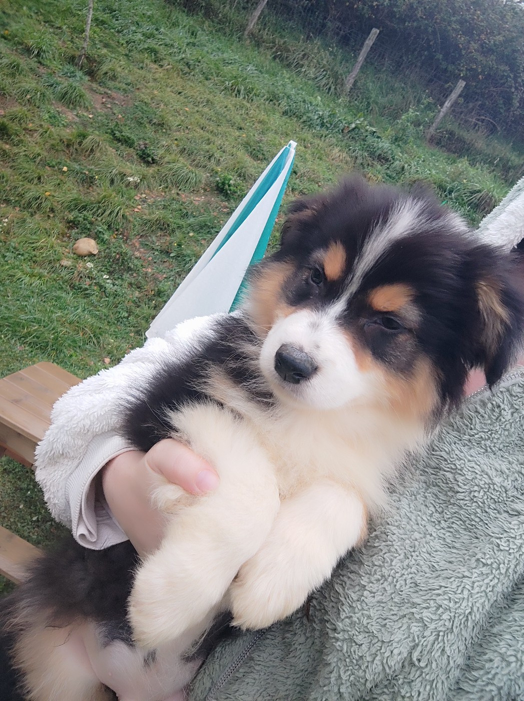 Des Cristaux De Neige - Chiots disponibles - Berger Australien