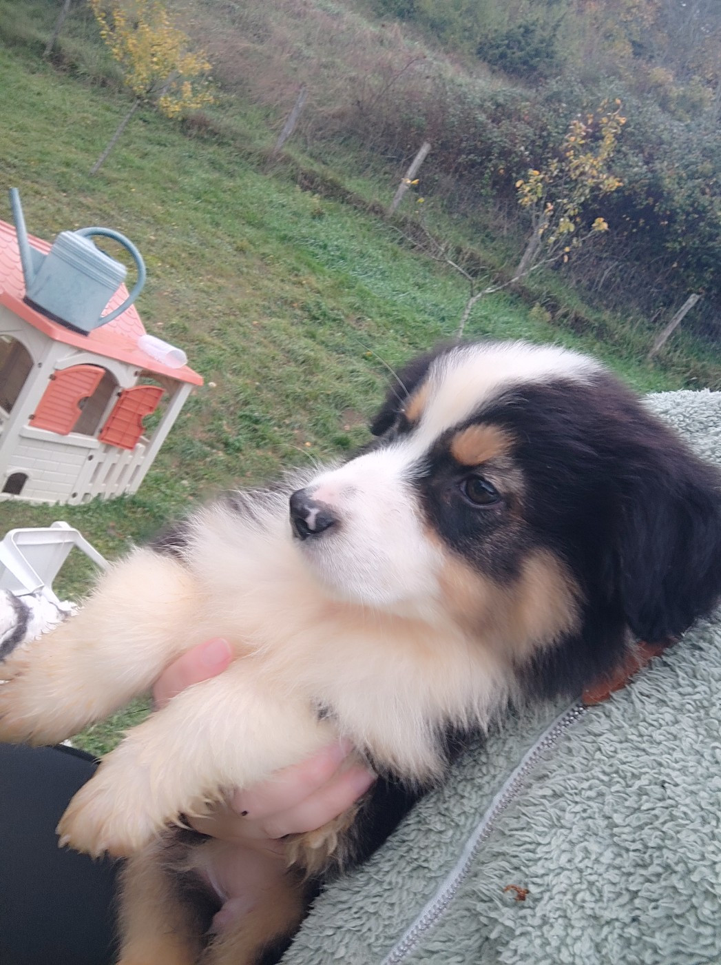 Des Cristaux De Neige - Chiots disponibles - Berger Australien