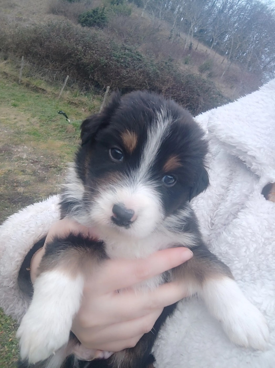 Des Cristaux De Neige - Chiots disponibles - Berger Australien