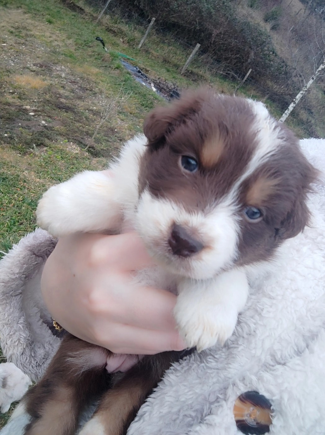 Des Cristaux De Neige - Chiots disponibles - Berger Australien