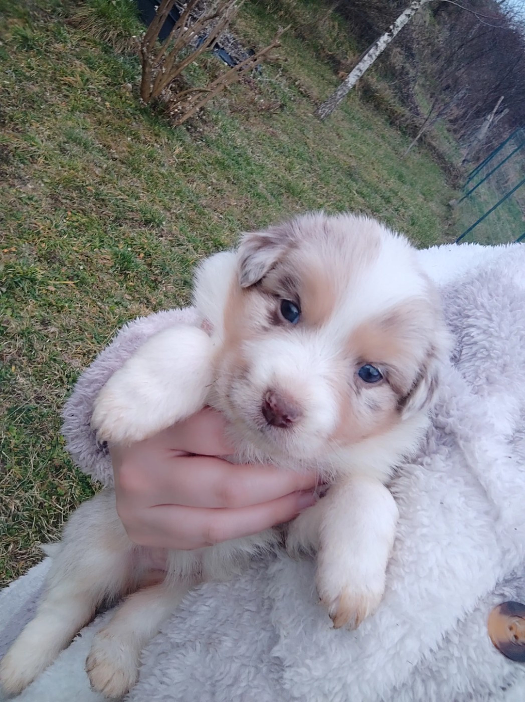Des Cristaux De Neige - Chiots disponibles - Berger Australien