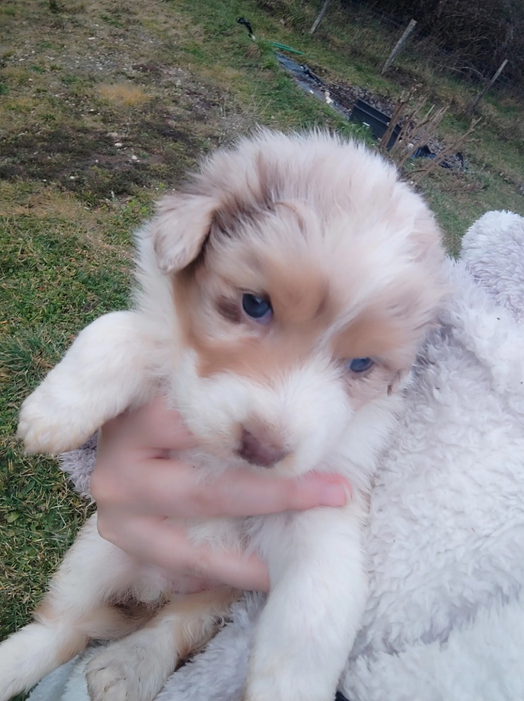 Des Cristaux De Neige - Chiots disponibles - Berger Australien