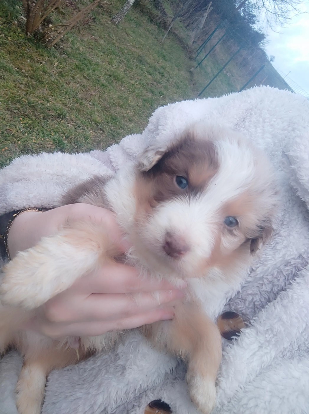 Des Cristaux De Neige - Chiots disponibles - Berger Australien