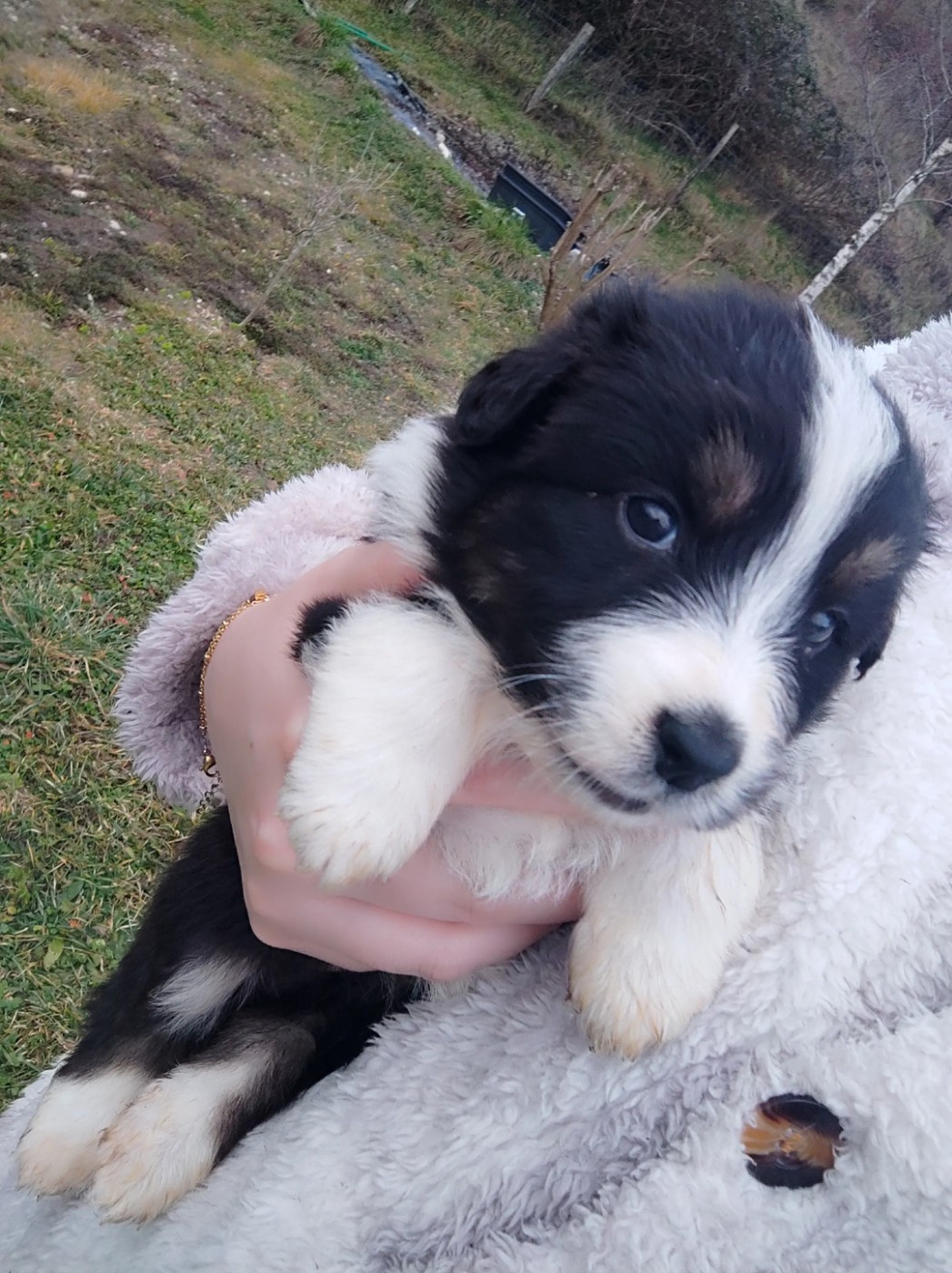 Des Cristaux De Neige - Chiots disponibles - Berger Australien