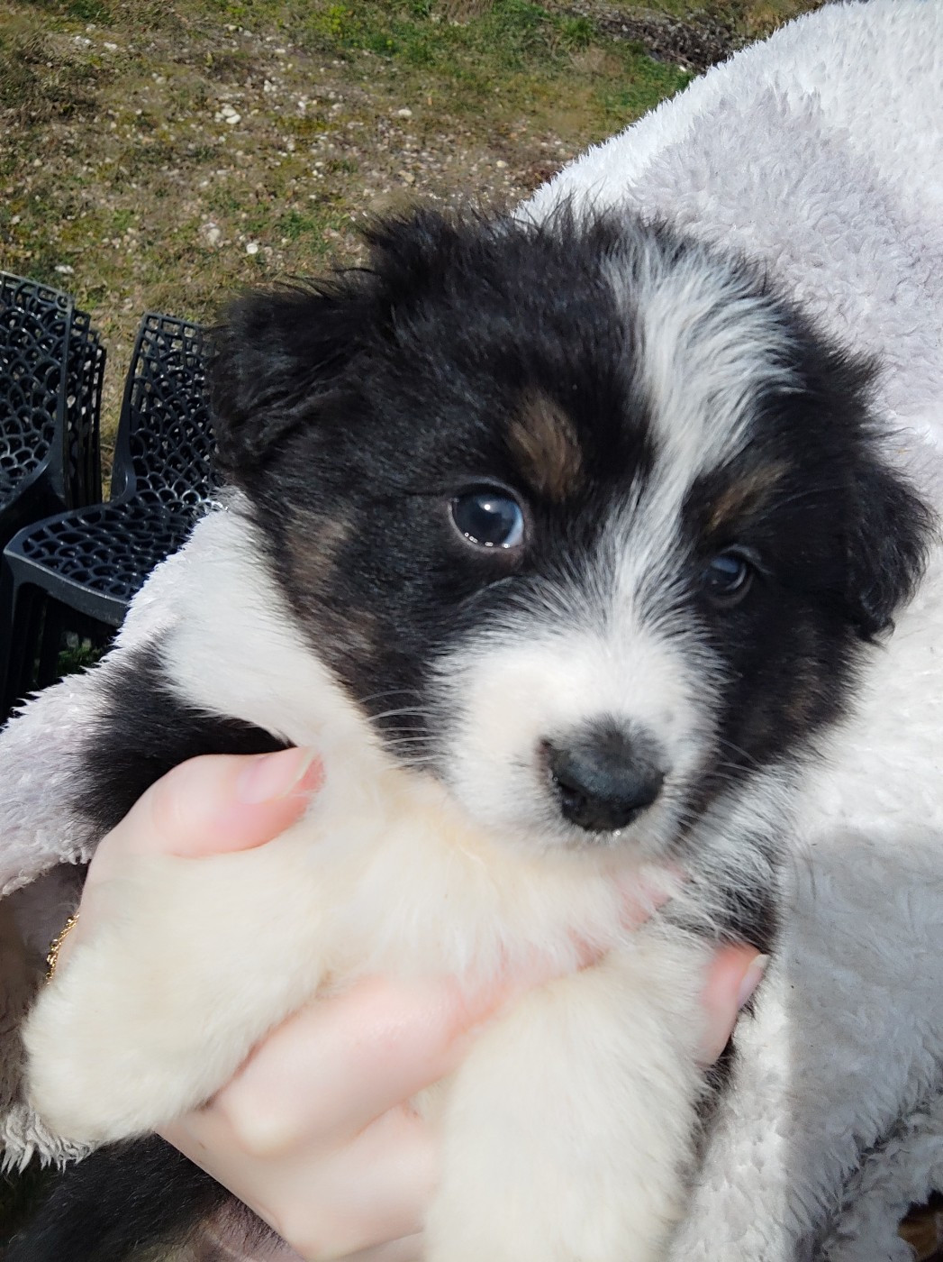 Des Cristaux De Neige - Chiots disponibles - Berger Australien