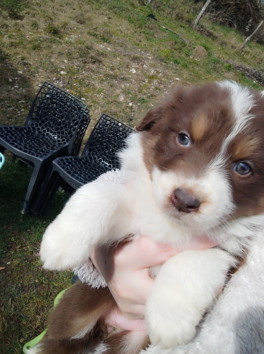 Des Cristaux De Neige - Chiots disponibles - Berger Australien