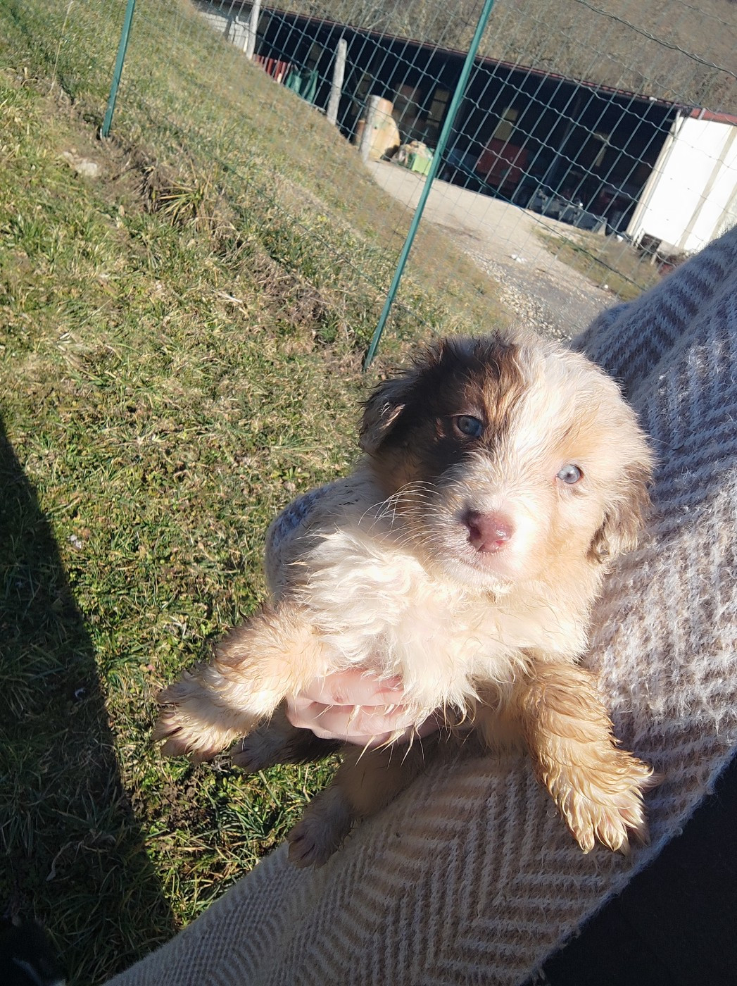 Des Cristaux De Neige - Chiots disponibles - Berger Australien