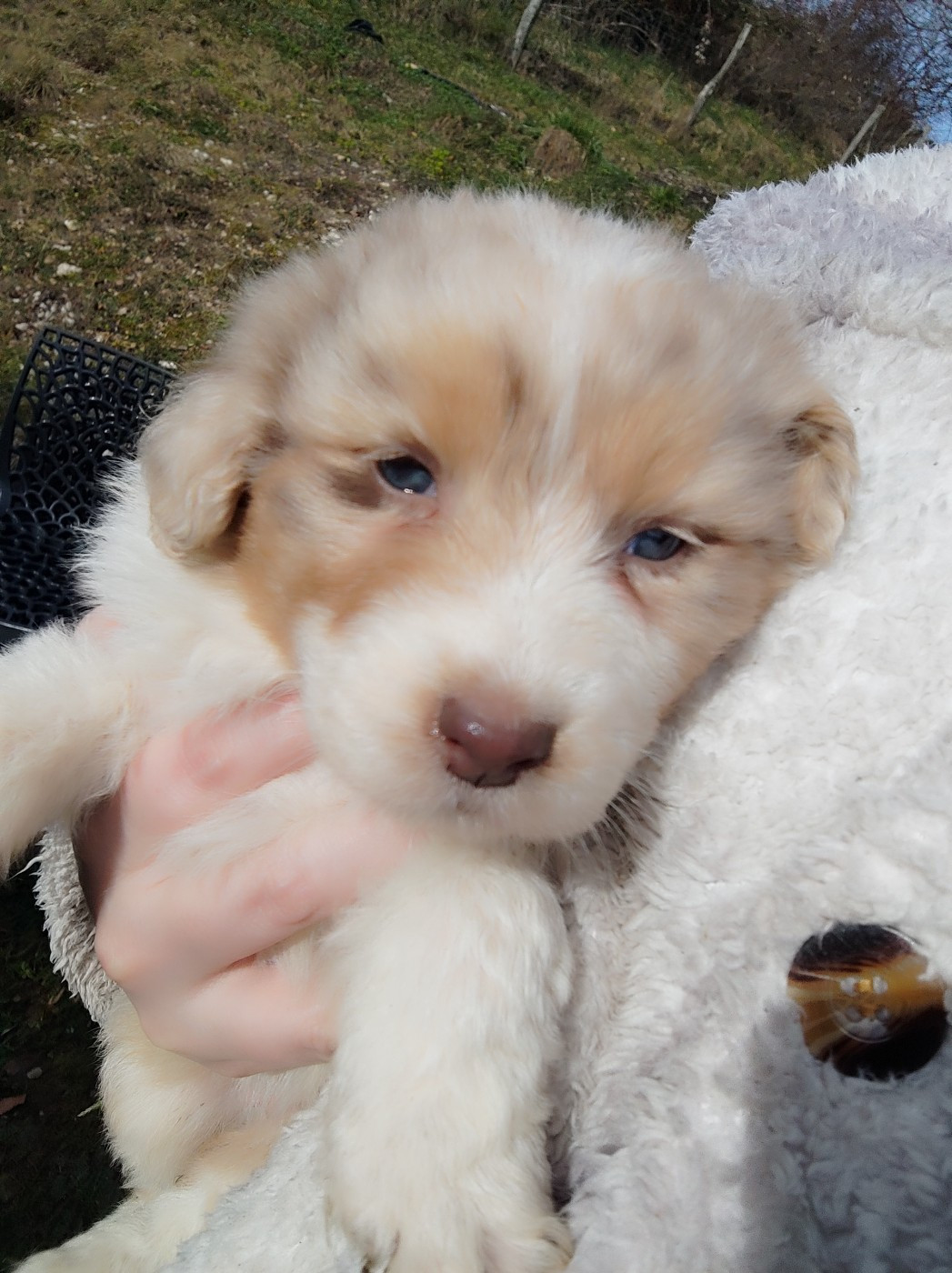 Des Cristaux De Neige - Chiots disponibles - Berger Australien