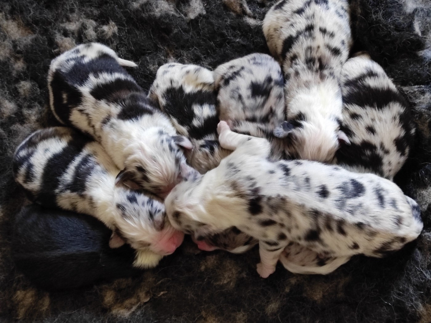 Des Cristaux De Neige - Chiots disponibles - Berger Australien