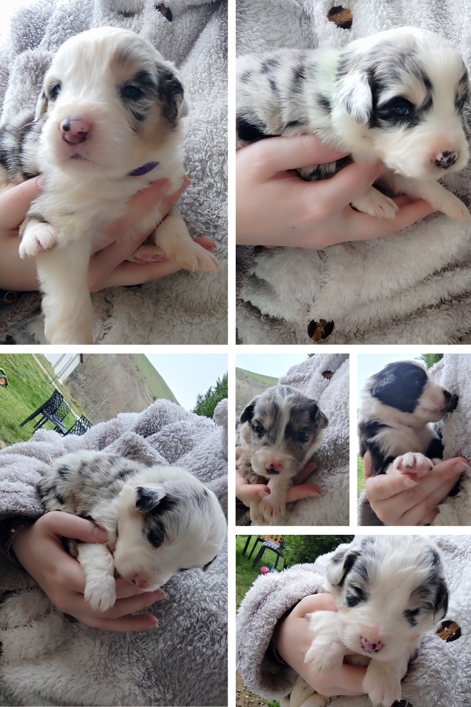Chiot Berger Australien Des Cristaux De Neige