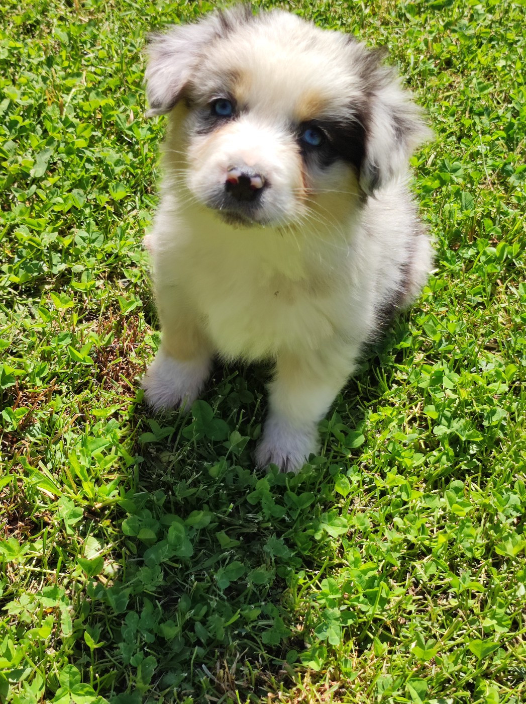 Des Cristaux De Neige - Chiots disponibles - Berger Australien