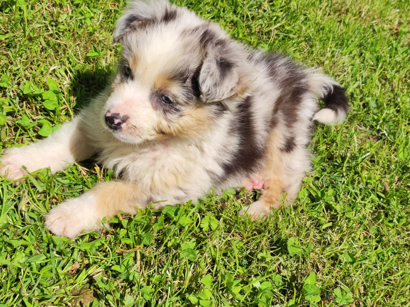Des Cristaux De Neige - Chiots disponibles - Berger Australien