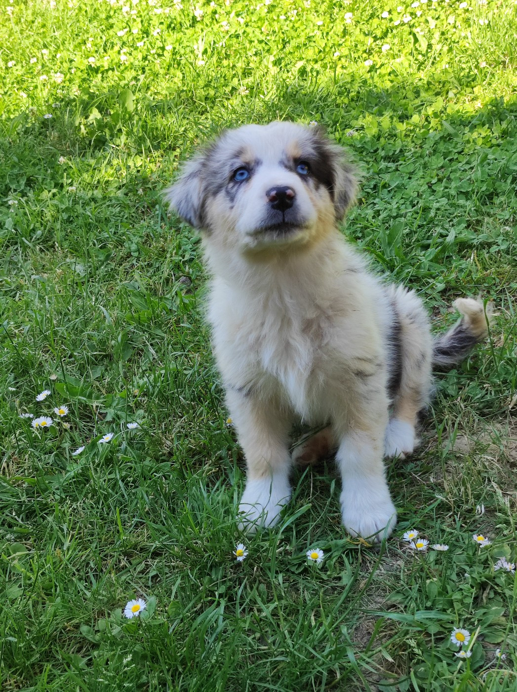 Des Cristaux De Neige - Chiots disponibles - Berger Australien