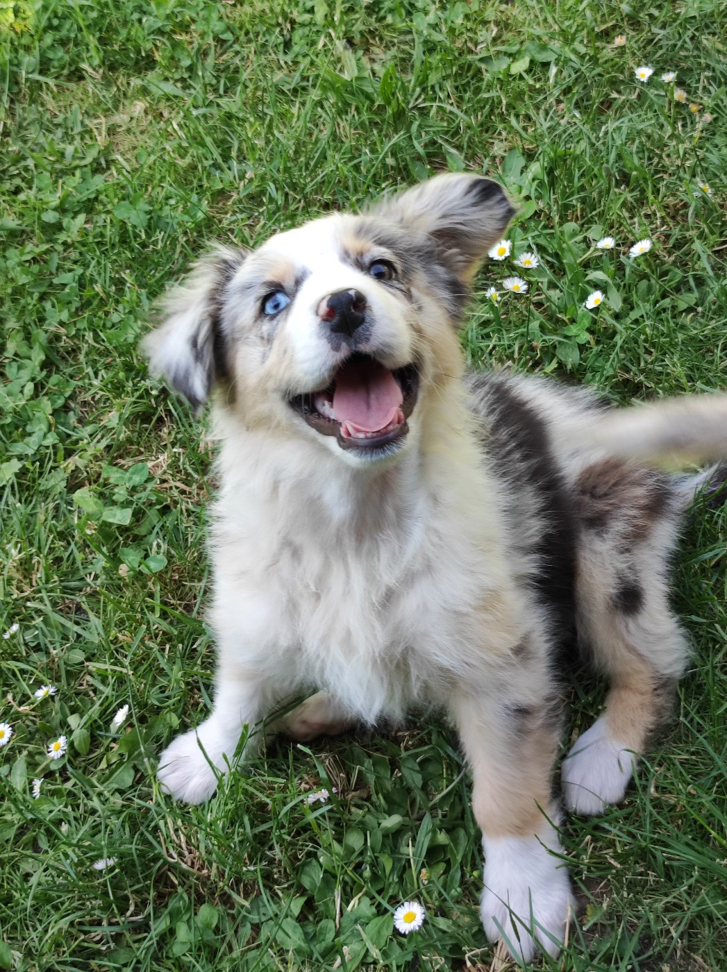 Des Cristaux De Neige - Chiots disponibles - Berger Australien