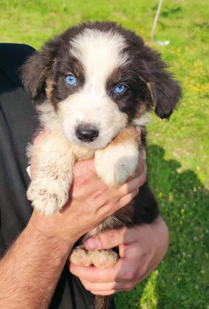 Des Cristaux De Neige - Chiots disponibles - Berger Australien