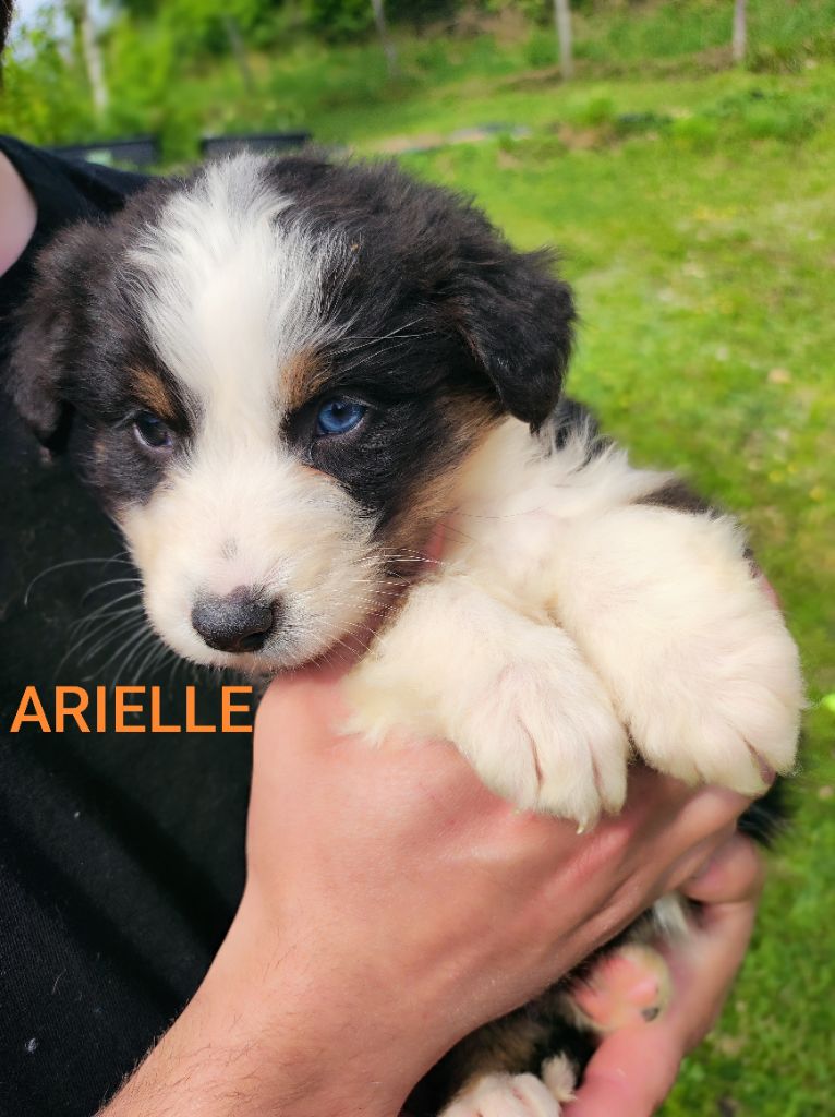 Des Cristaux De Neige - Chiots disponibles - Berger Australien