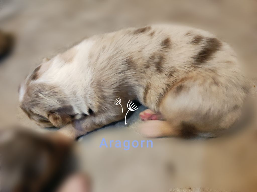 Des Cristaux De Neige - Chiots disponibles - Berger Australien