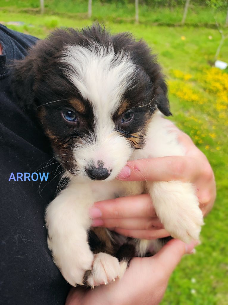 Des Cristaux De Neige - Chiots disponibles - Berger Australien