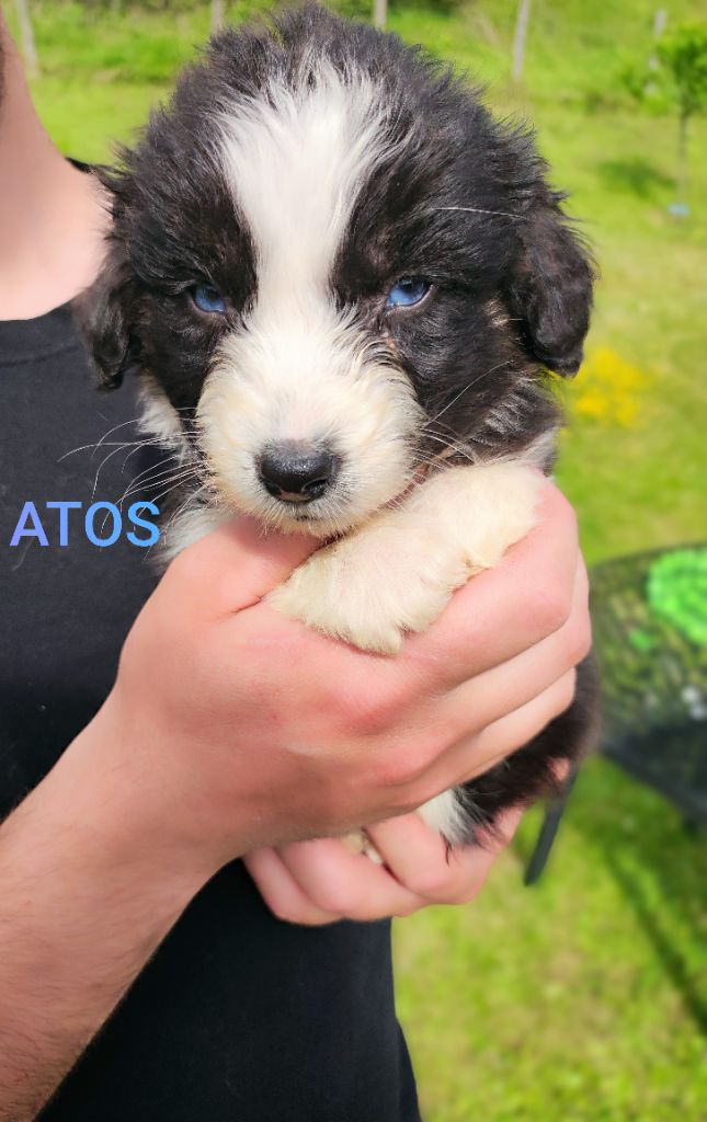 Des Cristaux De Neige - Chiots disponibles - Berger Australien