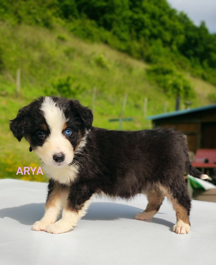 Des Cristaux De Neige - Chiots disponibles - Berger Australien