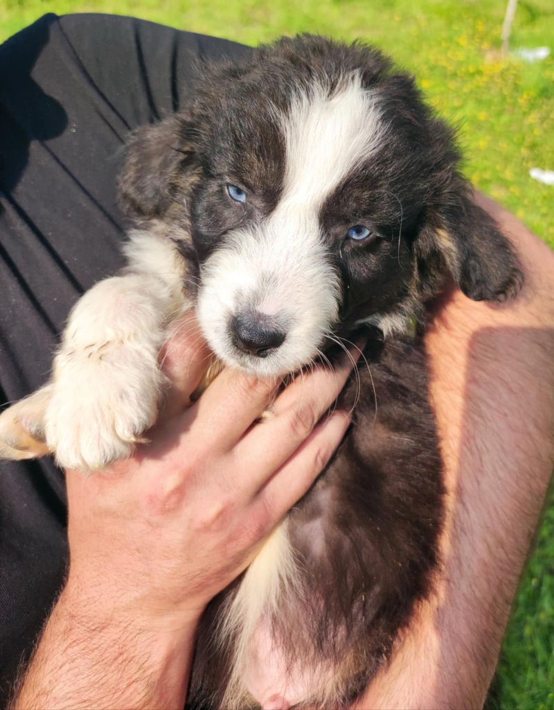 Des Cristaux De Neige - Chiots disponibles - Berger Australien