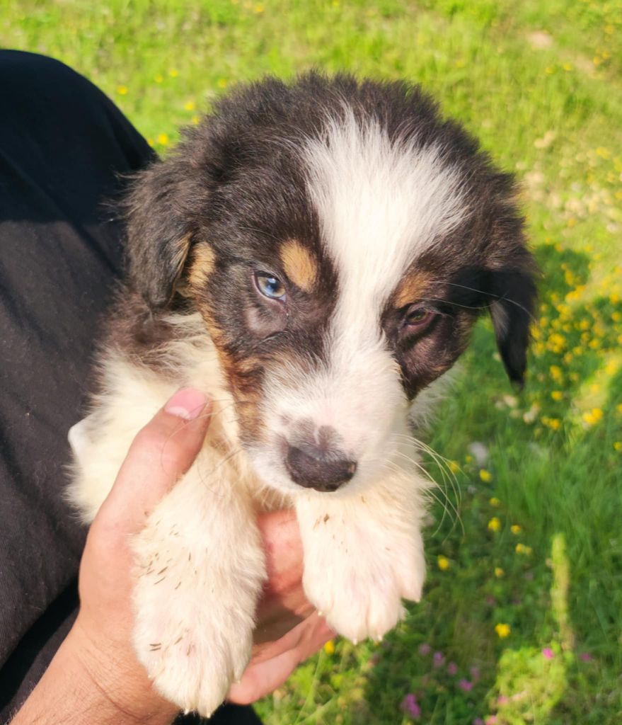 Des Cristaux De Neige - Chiots disponibles - Berger Australien