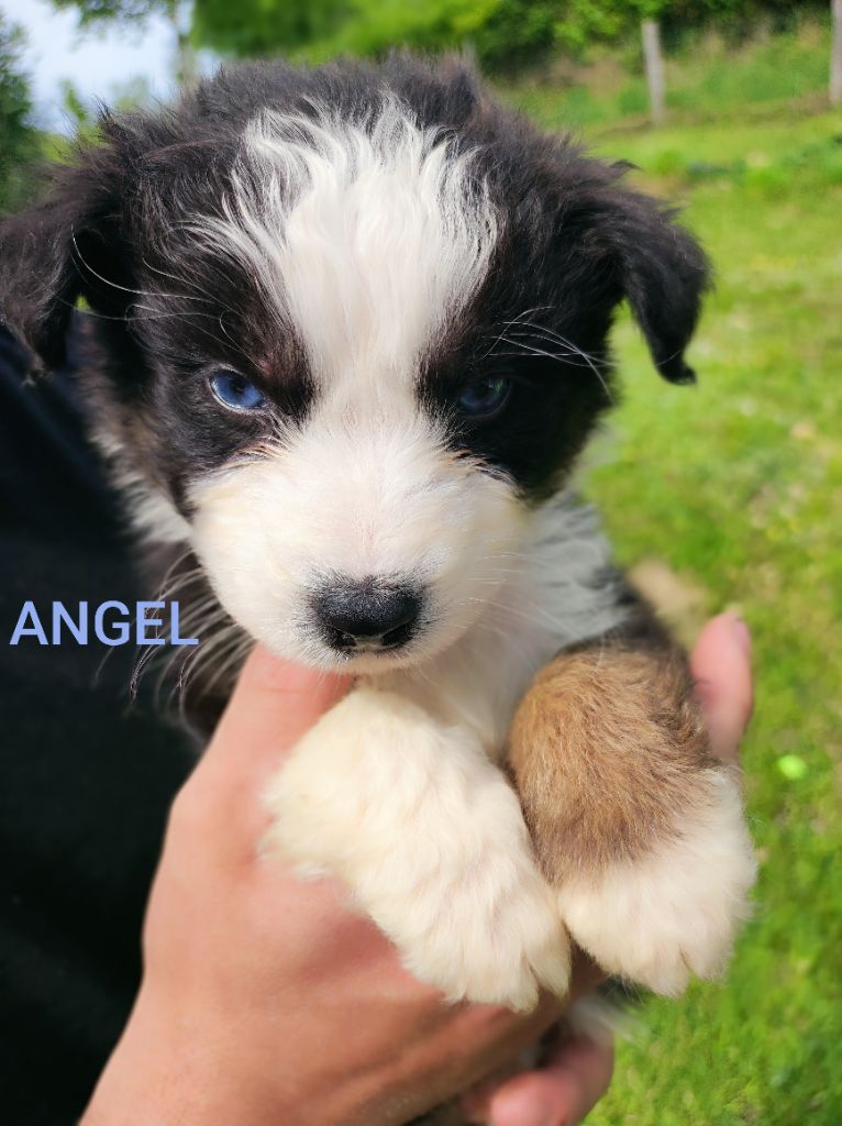 Des Cristaux De Neige - Chiots disponibles - Berger Australien