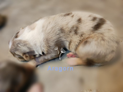 Aragorn