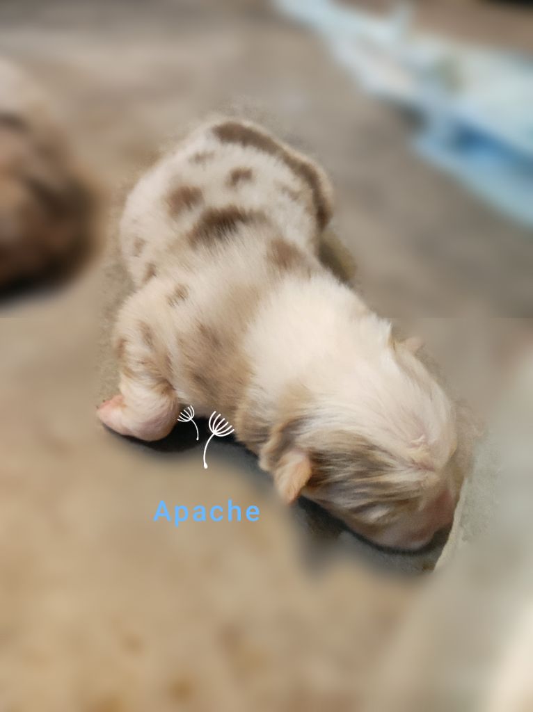 Des Cristaux De Neige - Chiots disponibles - Berger Australien