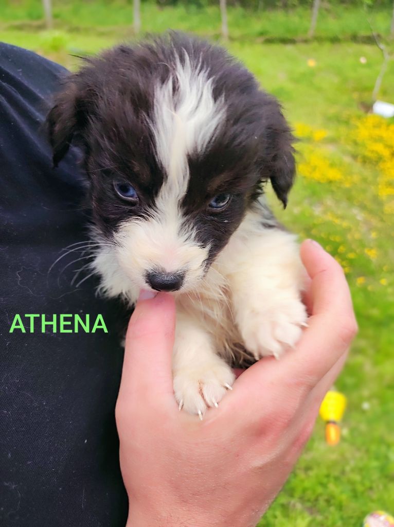 Des Cristaux De Neige - Chiots disponibles - Berger Australien